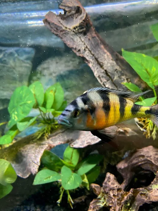 Tampa Bay Cichlids Picture 8