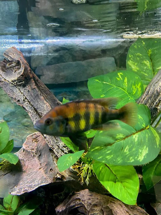 Tampa Bay Cichlids Picture 7