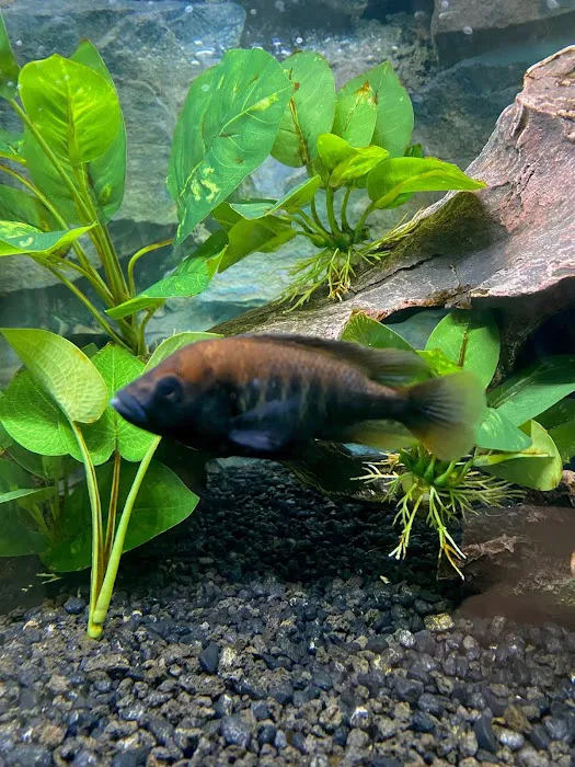 Tampa Bay Cichlids Picture 3