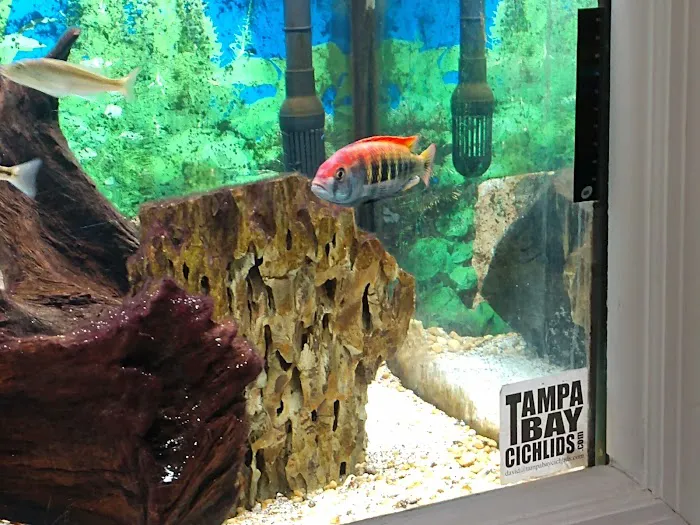 Tampa Bay Cichlids Picture 2