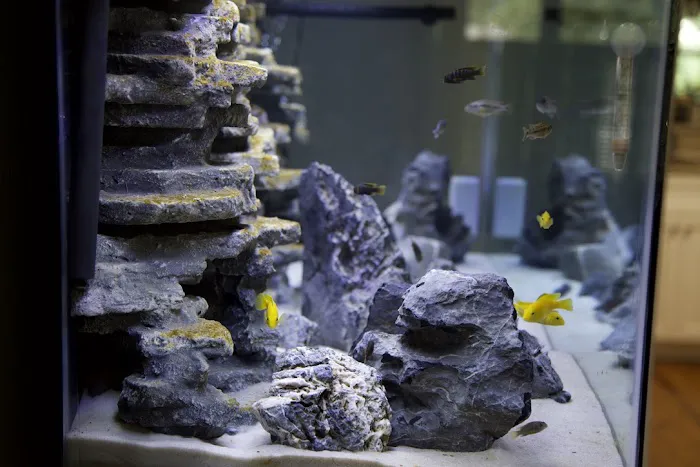 Tampa Bay Cichlids Picture 5