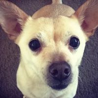 LaGrange Veterinary Hospital ico