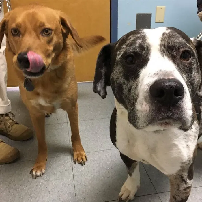 LaGrange Veterinary Hospital Picture 5