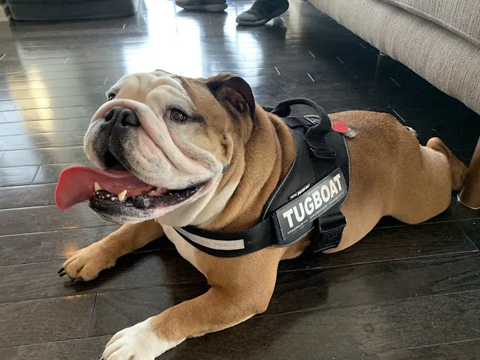 Viano Veterinary Services Picture 1