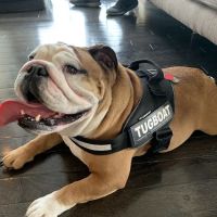 Viano Veterinary Services ico