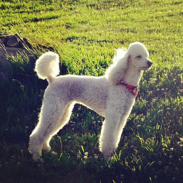 Viano Veterinary Services Picture 2