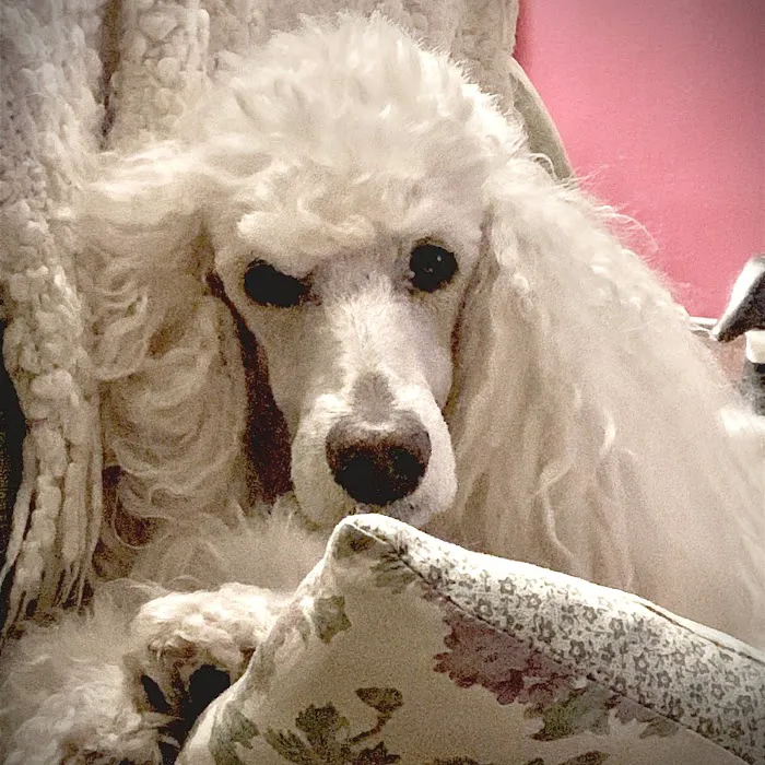 Viano Veterinary Services Picture 3