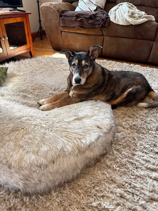 Viano Veterinary Services Picture 5