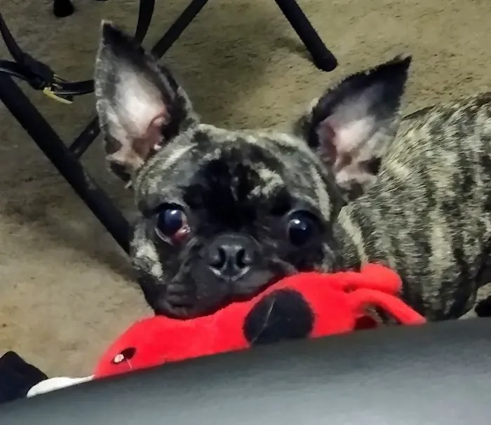 Arlington Animal Hospital Picture 2