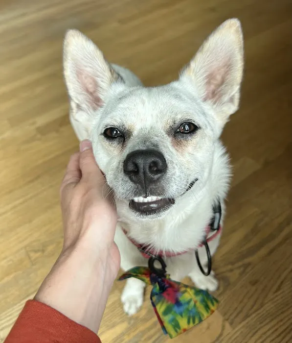 Arlington Animal Hospital Picture 4