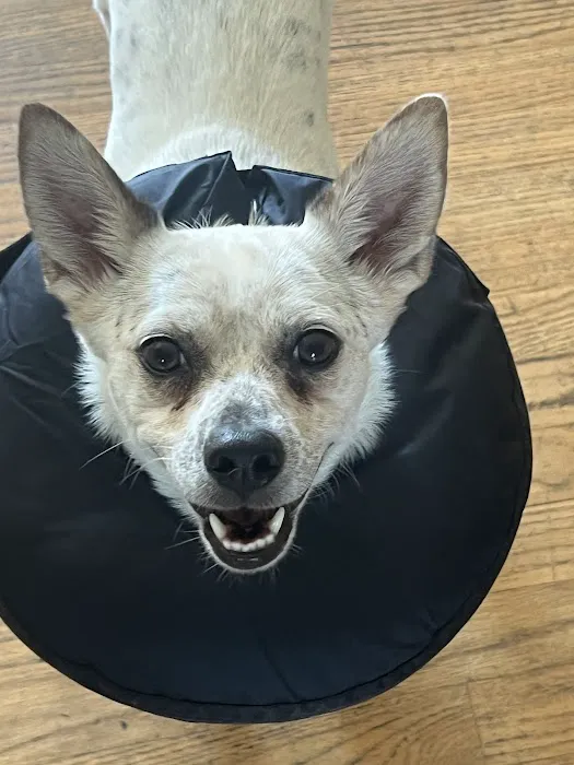 Arlington Animal Hospital Picture 1