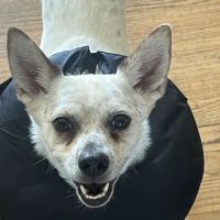 Arlington Animal Hospital ico