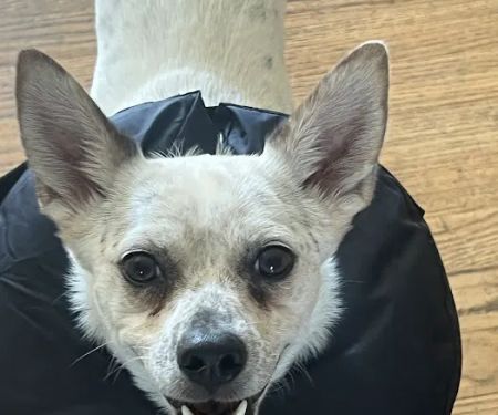 Arlington Animal Hospital
