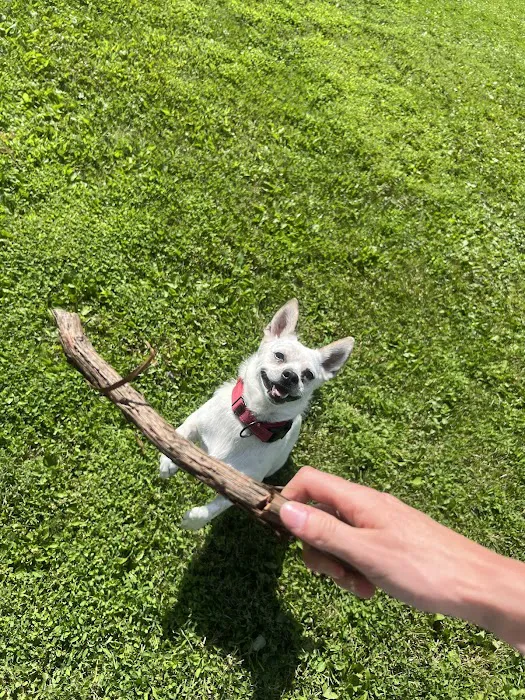 Arlington Animal Hospital Picture 3