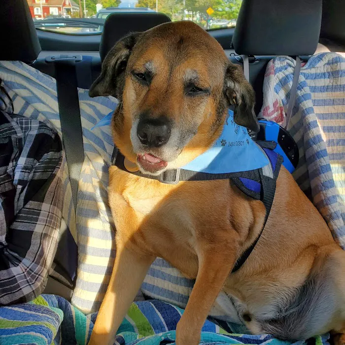 Arlington Animal Hospital Picture 10