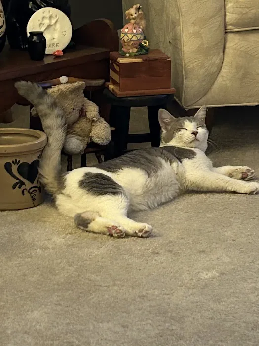 Arlington Animal Hospital Picture 9