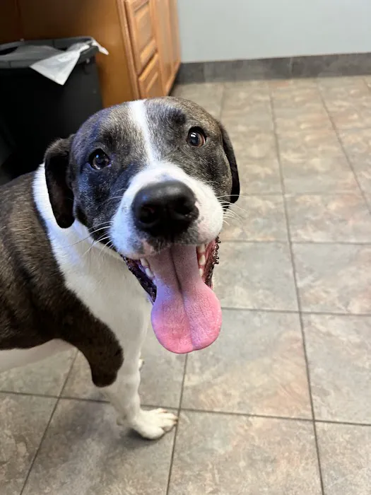 Arlington Animal Hospital Picture 6