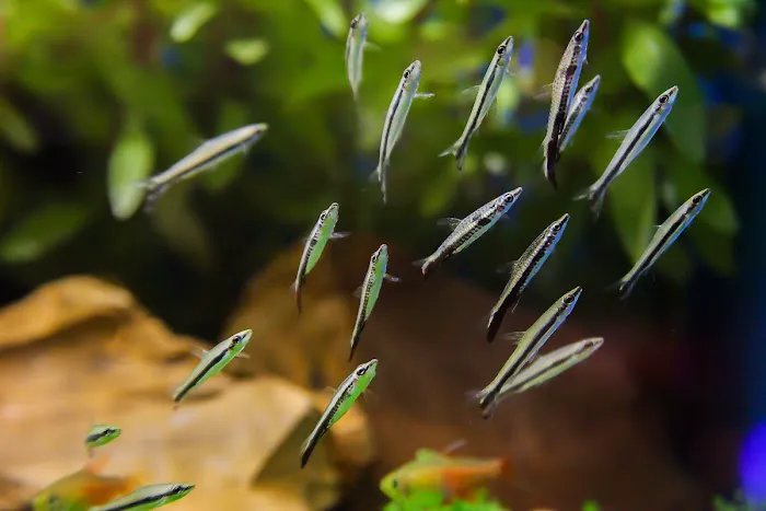 Segrest Farms Picture 8