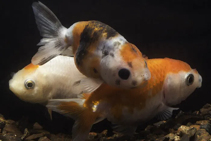 Segrest Farms Picture 9