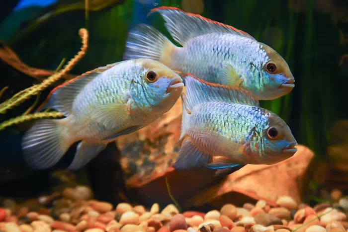 Segrest Farms Picture 10