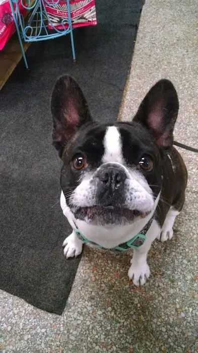 Wag Natural Pet Market & Grooming South Tampa Picture 3