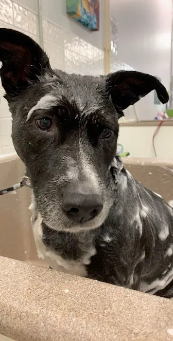 Wag Natural Pet Market & Grooming South Tampa Picture 1