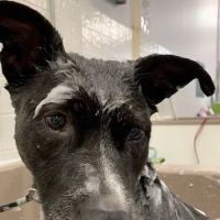 Wag Natural Pet Market & Grooming South Tampa ico