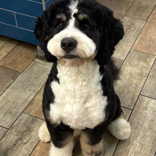 Wag Natural Pet Market & Grooming South Tampa Picture 7