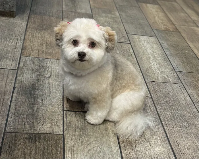 Wag Natural Pet Market & Grooming South Tampa Picture 8