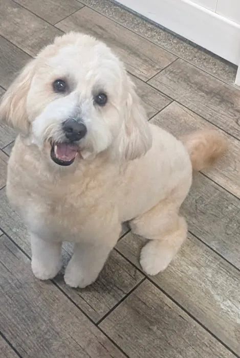 Wag Natural Pet Market & Grooming South Tampa Picture 6