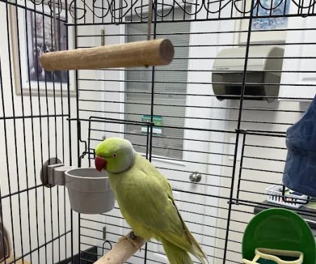 All Creatures Veterinary Hospital