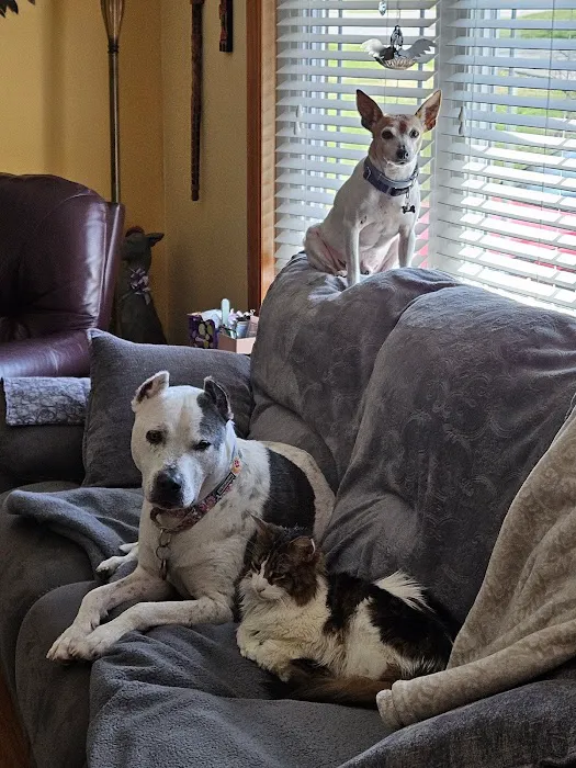 New Paltz Animal Hospital Picture 2