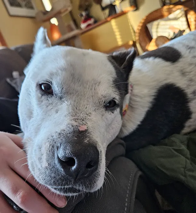 New Paltz Animal Hospital Picture 4