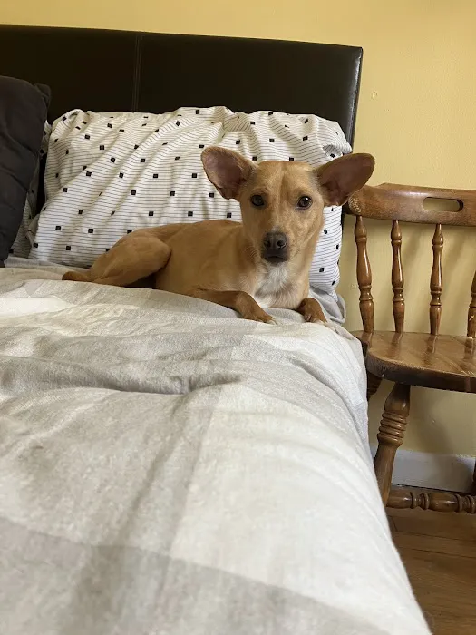 New Paltz Animal Hospital Picture 5