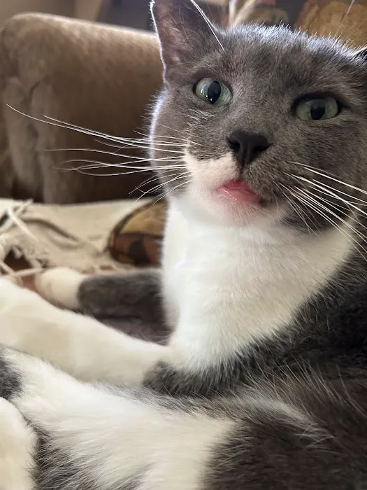 New Paltz Animal Hospital Picture 10