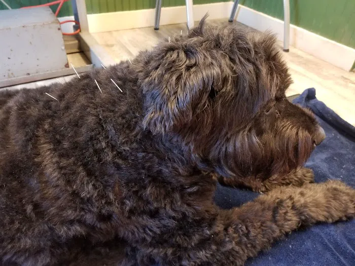 New Paltz Animal Hospital Picture 8