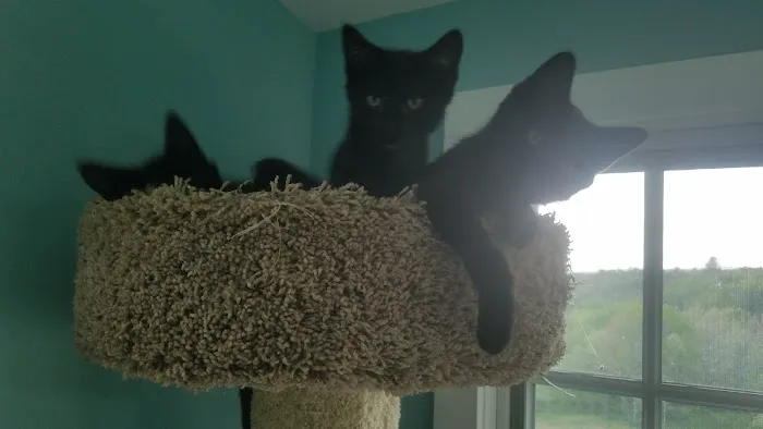 Rondout Valley Veterinary Associates Picture 1