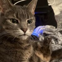 Compassion Veterinary Center - General Practice and Urgent Care ico