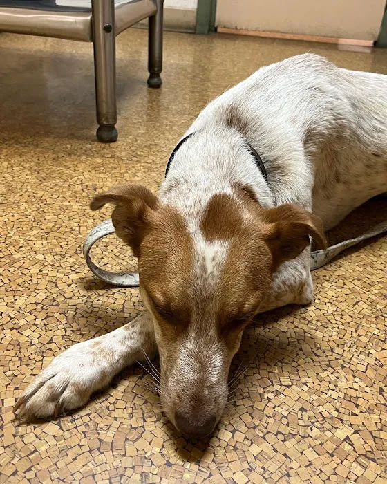 Compassion Veterinary Center - General Practice and Urgent Care Picture 2