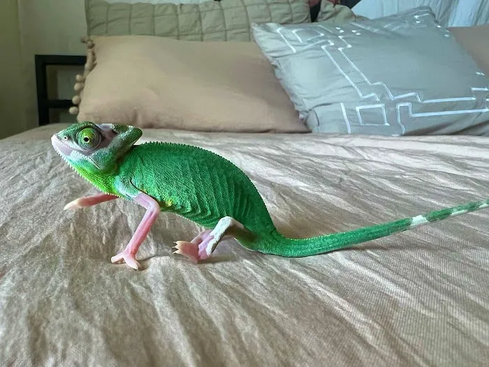 Scales and Tails Daytona Picture 2