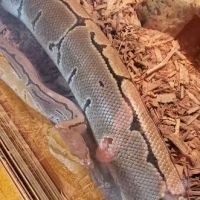 Scales and Tails Daytona ico