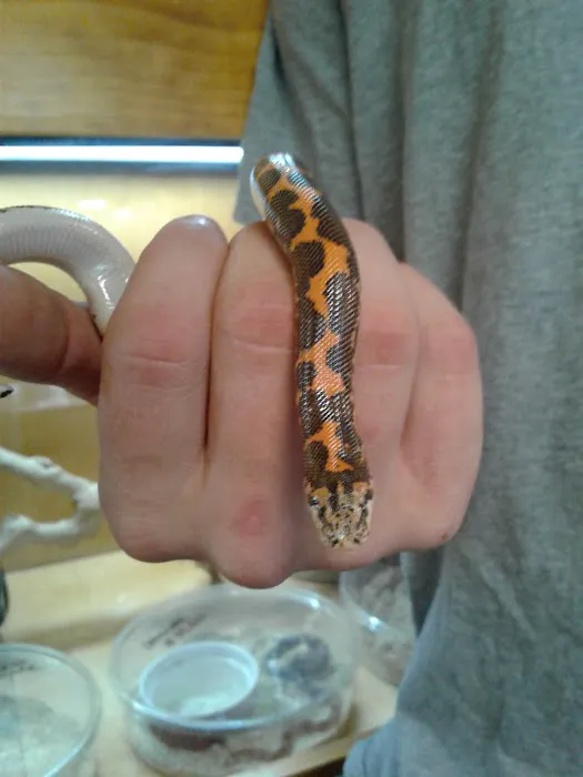 Scales and Tails Daytona Picture 3