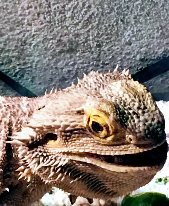 Scales and Tails Daytona Picture 7