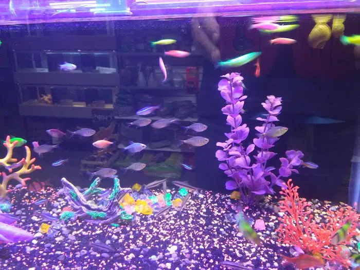 Scales and Tails Daytona Picture 6