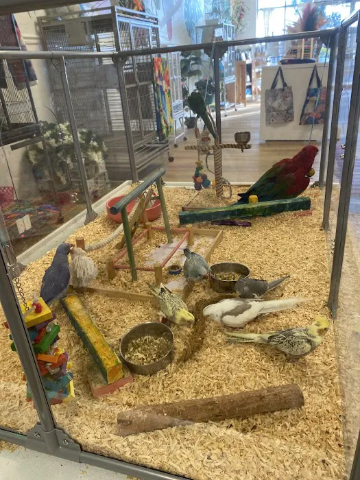 Bird Boutique Picture 5