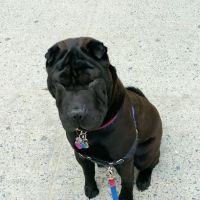 Wurtsboro Veterinary Clinic ico