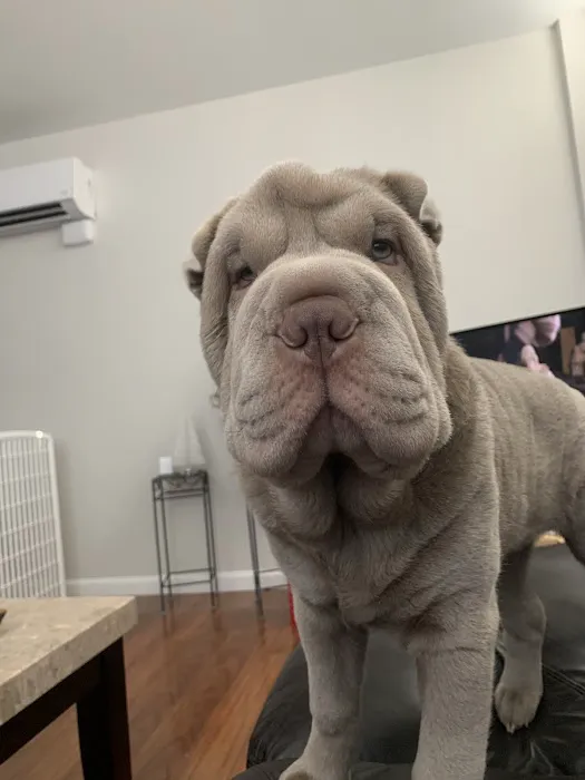 Wurtsboro Veterinary Clinic Picture 6