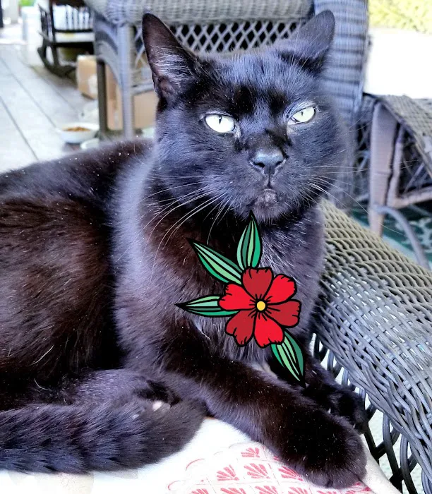 Wurtsboro Veterinary Clinic Picture 10