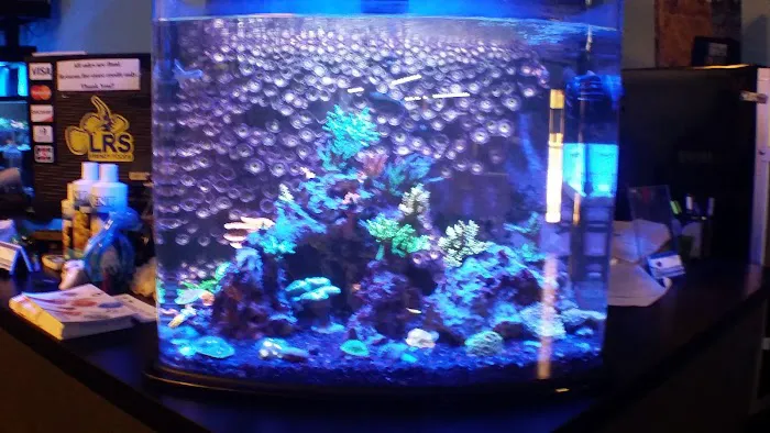 Bluewater Reef Aquatics, Inc. Picture 5
