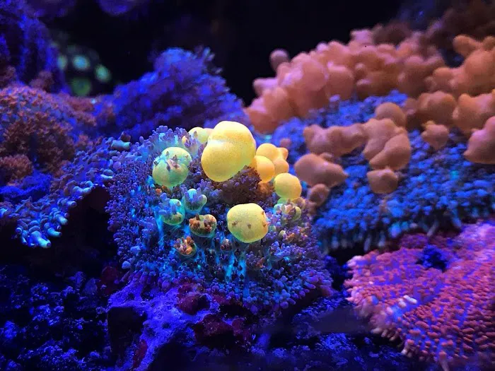 Bluewater Reef Aquatics, Inc. Picture 9